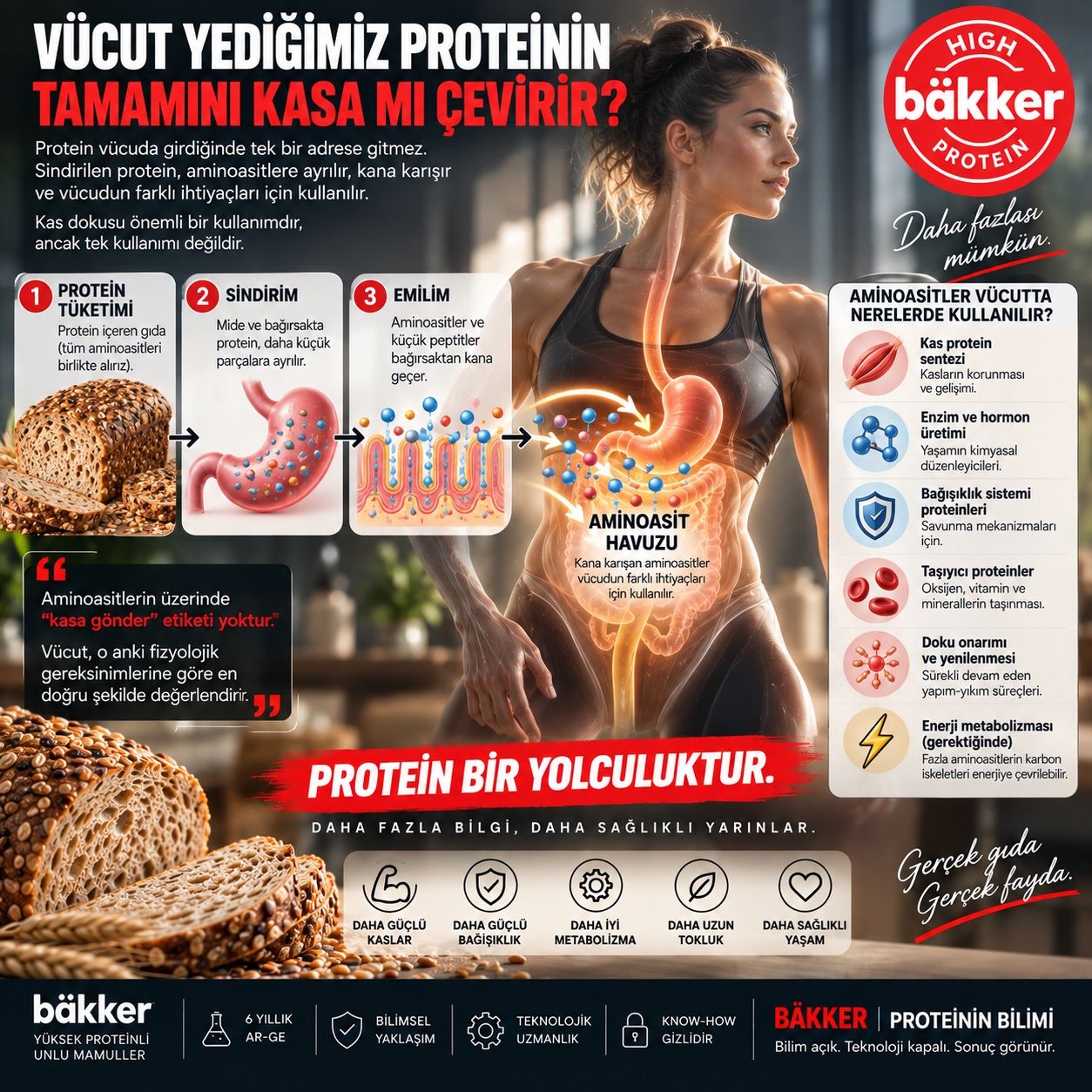 AMİNOASİT HAVUZU VE PROTEİNİN HÜCRESEL YOLCULUĞU